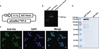 Human adenovirus type 7 subunit vaccine induces dendritic cell maturation through the TLR4/NF-κB pathway is highly immunogenic